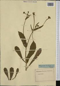 Hedypnois rhagadioloides subsp. tubaeformis (Ten.) Hayek, Western Europe (EUR) (Not classified)