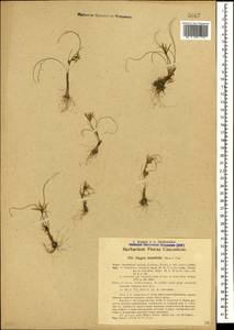 Gagea reticulata (Pall.) Schult. & Schult.f., Caucasus, Azerbaijan (K6) (Azerbaijan)