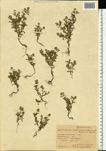 Matricaria discoidea DC., Eastern Europe, West Ukrainian region (E13) (Ukraine)