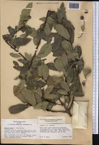 Quercus robur L., America (AMER) (United States)