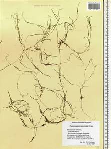 Potamogeton berchtoldii Fieber, Eastern Europe, Moscow region (E4a) (Russia)