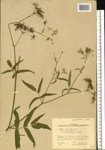 Sium sisarum L., Eastern Europe, Lower Volga region (E9) (Russia)