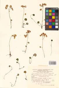 Chrysosplenium alternifolium L., Eastern Europe, West Ukrainian region (E13) (Ukraine)