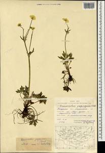 Ranunculus propinquus, Mongolia (MONG) (Mongolia)