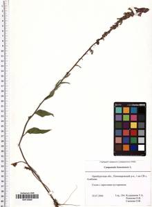 Campanula bononiensis L., Eastern Europe, Eastern region (E10) (Russia)