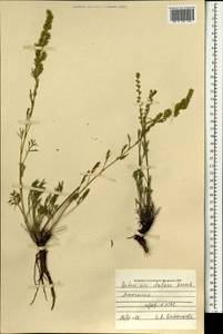 Artemisia dolosa Krasch., Mongolia (MONG) (Mongolia)