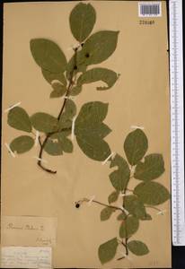 Prunus padus L., Middle Asia, Dzungarian Alatau & Tarbagatai (M5) (Kazakhstan)