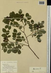 Rosa dumalis subsp. dumalis, Eastern Europe, Central region (E4) (Russia)