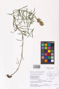 MHA 0 155 889, Dracocephalum ruyschiana L., Eastern Europe, Central region (E4) (Russia)