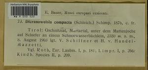 Brideliella wahlenbergii (Brid.) Fedosov, M. Stech & Ignatov, Bryophytes, Bryophytes - Western Europe (BEu) (Austria)