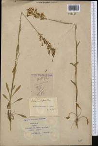 Silene multiflora (Ehrh.) Pers., Middle Asia, Syr-Darian deserts & Kyzylkum (M7) (Kazakhstan)