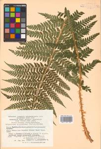 Polystichum microchlamys (Christ) Matsum., Siberia, Chukotka & Kamchatka (S7) (Russia)