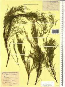 Tamarix ramosissima Ledeb., Caucasus, Armenia (K5) (Armenia)