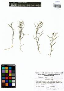 Thesium repens Ledeb., Siberia, Baikal & Transbaikal region (S4) (Russia)