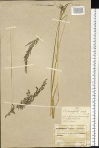 Calamagrostis varia (Schrad.) Host, Siberia, Altai & Sayany Mountains (S2) (Russia)