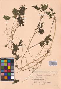 Geranium sibiricum L., Eastern Europe, North Ukrainian region (E11) (Ukraine)