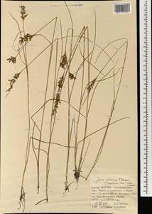 Juncus orchonicus Novikov, Mongolia (MONG) (Mongolia)