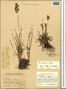 Poa badensis Haenke ex Willd., Caucasus, North Ossetia, Ingushetia & Chechnya (K1c) (Russia)