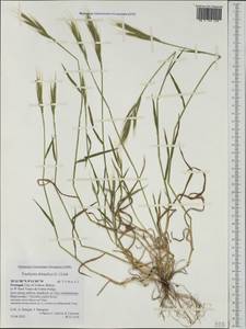 Brachypodium distachyon (L.) P.Beauv., Western Europe (EUR) (Portugal)