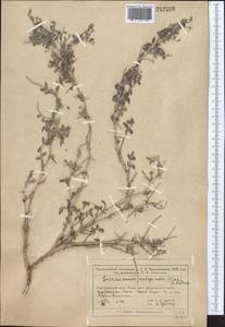 Eversmannia subspinosa (DC.)B.Fedtsch., Middle Asia, Muyunkumy, Balkhash & Betpak-Dala (M9) (Kazakhstan)