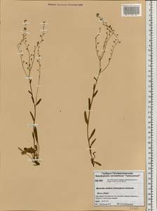 Myosotis alpestris F. W. Schmidt, Siberia, Central Siberia (S3) (Russia)
