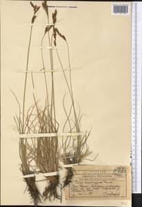 Carex petricosa var. petricosa, Middle Asia, Western Tian Shan & Karatau (M3) (Kazakhstan)