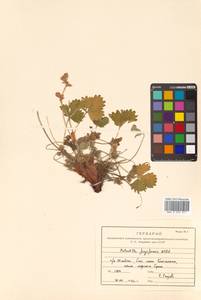 Potentilla fragiformis Willd. ex D. F. K. Schltdl., Siberia, Russian Far East (S6) (Russia)