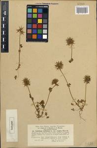 Trifolium stellatum L., Caucasus, Dagestan (K2) (Russia)