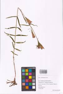 Gentiana pneumonanthe L., Eastern Europe, North-Western region (E2) (Russia)