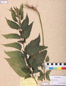 Urtica dioica L., Caucasus, Stavropol Krai, Karachay-Cherkessia & Kabardino-Balkaria (K1b) (Russia)