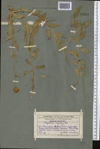 Asyneuma argutum, Middle Asia, Western Tian Shan & Karatau (M3) (Kazakhstan)