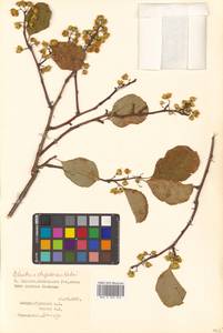 Celastrus orbiculatus Thunb., Siberia, Russian Far East (S6) (Russia)