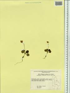 Moneses uniflora (L.) A. Gray, Siberia, Russian Far East (S6) (Russia)