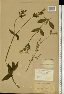 Silene latifolia subsp. alba (Mill.) Greuter & Burdet, Eastern Europe, North Ukrainian region (E11) (Ukraine)