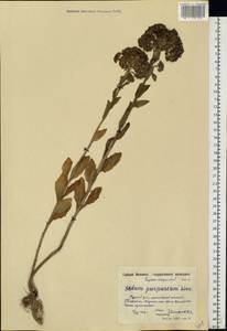 Hylotelephium telephium (L.) H. Ohba, Eastern Europe, Moscow region (E4a) (Russia)