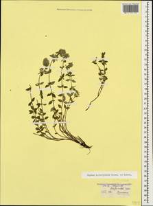 Thymus kotschyanus Boiss. & Hohen., Caucasus, Armenia (K5) (Armenia)