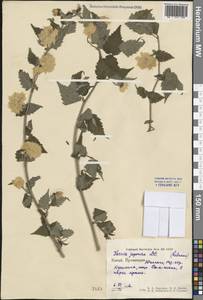 Kerria japonica (L.) DC., South Asia, South Asia (Asia outside ex-Soviet states and Mongolia) (ASIA) (China)