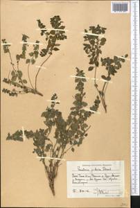 Parietaria judaica L., Middle Asia, Western Tian Shan & Karatau (M3) (Kyrgyzstan)