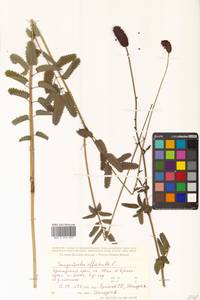 Sanguisorba officinalis L., Siberia, Central Siberia (S3) (Russia)