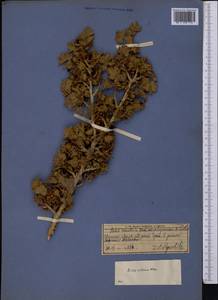 Ribes villosum Wall., Middle Asia, Pamir & Pamiro-Alai (M2) (Tajikistan)
