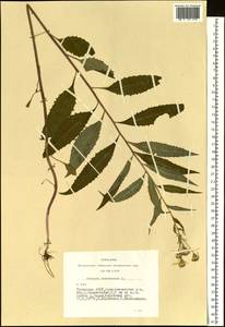 Senecio nemorensis L., Siberia, Altai & Sayany Mountains (S2) (Russia)