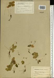Oxalis acetosella L., Eastern Europe, Central region (E4) (Russia)