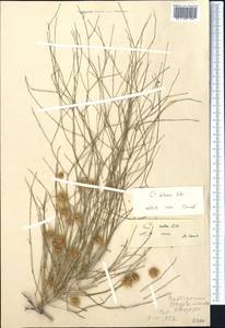 Calligonum setosum (Litv.) Litv., Middle Asia, Karakum (M6) (Turkmenistan)