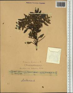 Pistacia lentiscus, Western Europe (EUR) (Albania)