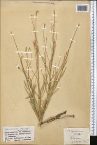 Cylindrocarpa sewerzowii (Regel) Regel, Middle Asia, Western Tian Shan & Karatau (M3) (Kazakhstan)