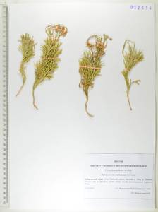 Diphasiastrum complanatum (L.) Holub, Siberia, Russian Far East (S6) (Russia)