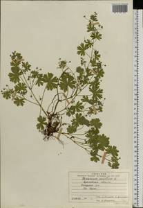 Geranium pusillum L., Eastern Europe, Central forest region (E5) (Russia)