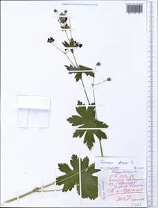 Geranium phaeum L., Eastern Europe, Belarus (E3a) (Belarus)