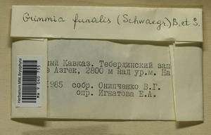Grimmia funalis (Schwägr.) Bruch & Schimp., Bryophytes, Bryophytes - North Caucasus & Ciscaucasia (B12) (Russia)