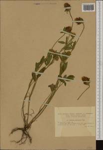 Trifolium ochroleucon Huds., Western Europe (EUR) (Romania)